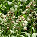 common mignonette